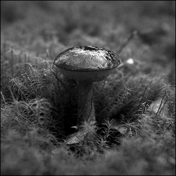 suillus luteus